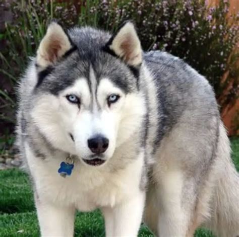 Wolf hybrid siberian husky - Jan 25, 2024 · The most wolf-like dog breed is the true hybrid, the Wolfdog, a hybrid between a Siberian Husky and a Gray Wolf. These are animals surrounded by controversy. These pups are more wolf than domestic canine and retain powerful wild instincts. 